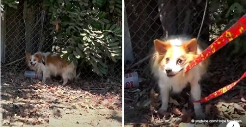 Obdachloser Besitzer hat seinen Hund auf der Straße ausgesetzt und sich geweigert, von Tierrettern gerettet zu werden